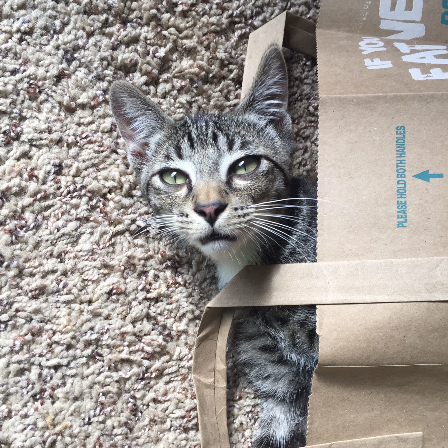 Pic of the Litter: Paolo Cohen